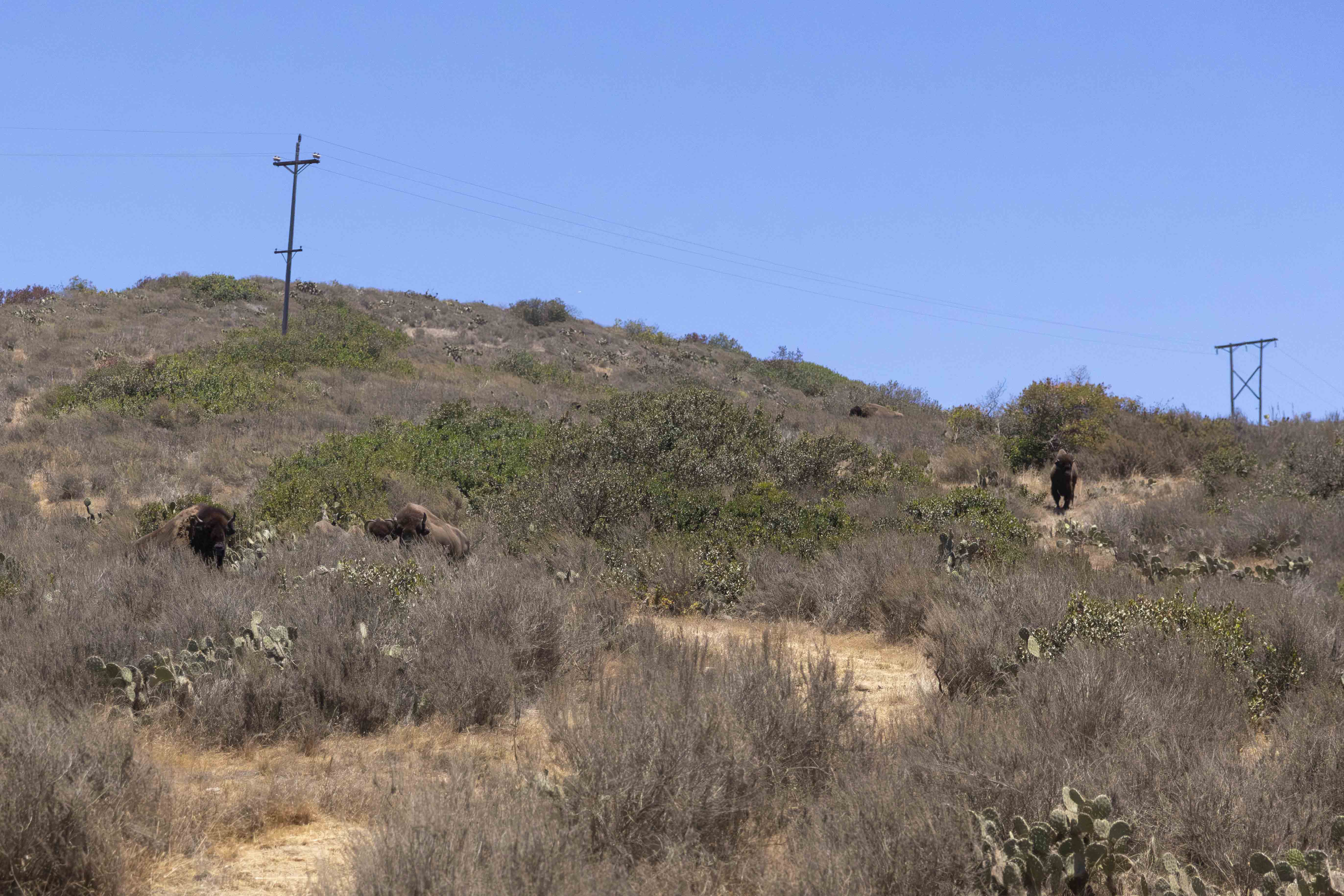 A small herd of bison grazes on a scrubby hillside dotted with cactus